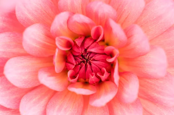 Macro dahlia rose — Photo