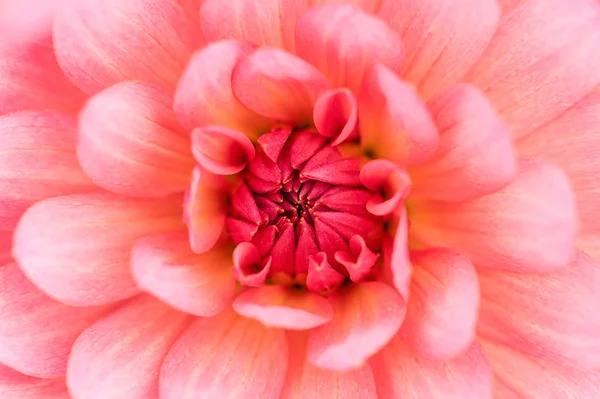 Rosa dahlia makro — Stockfoto