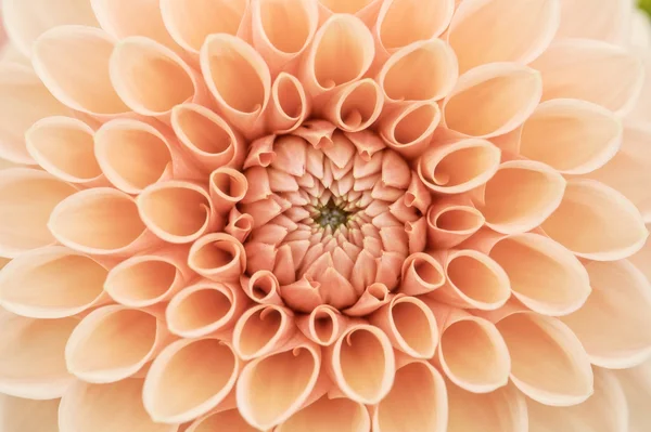 Macro dahlia orange — Photo