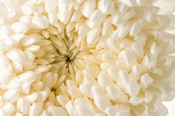 White chrysanthemum macro — Stock Photo, Image