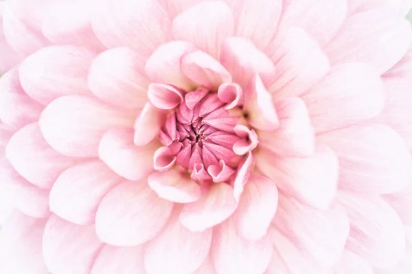 Rosa dahlia makro — Stockfoto