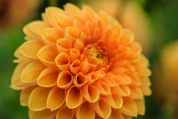 Orange Dahlie Makro — Stockfoto