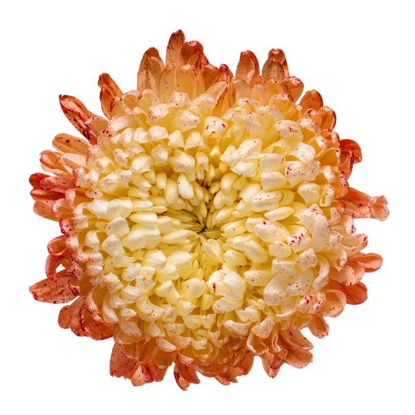 Colorful chrysanthemum isolated — Stock Photo, Image