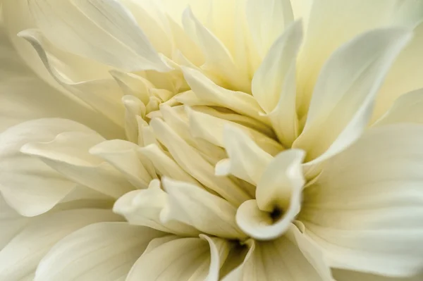 Macro dahlia blanc — Photo