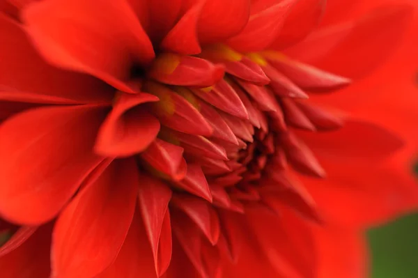 Röd dahlia närbild — Stockfoto