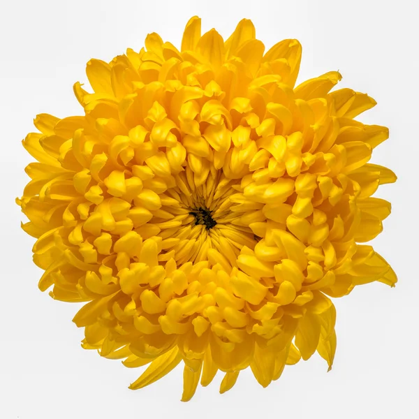 Gele chrysant geïsoleerd — Stockfoto