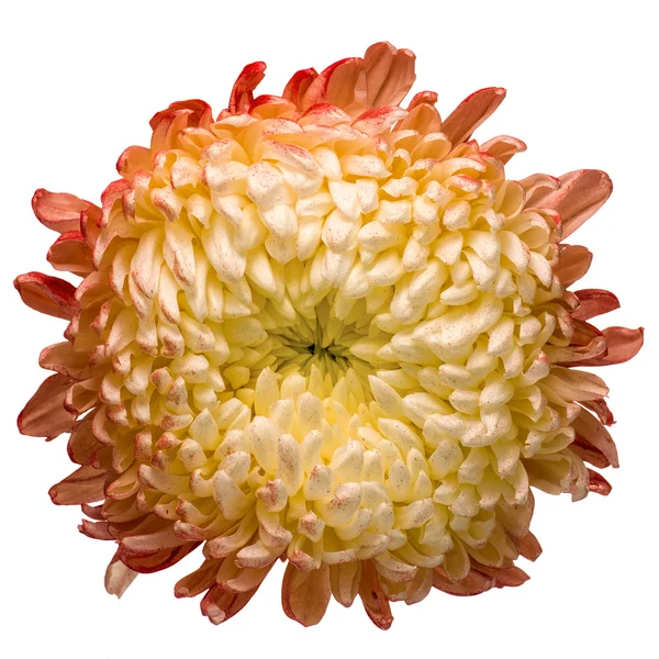 Bunte Chrysanthemen isoliert — Stockfoto