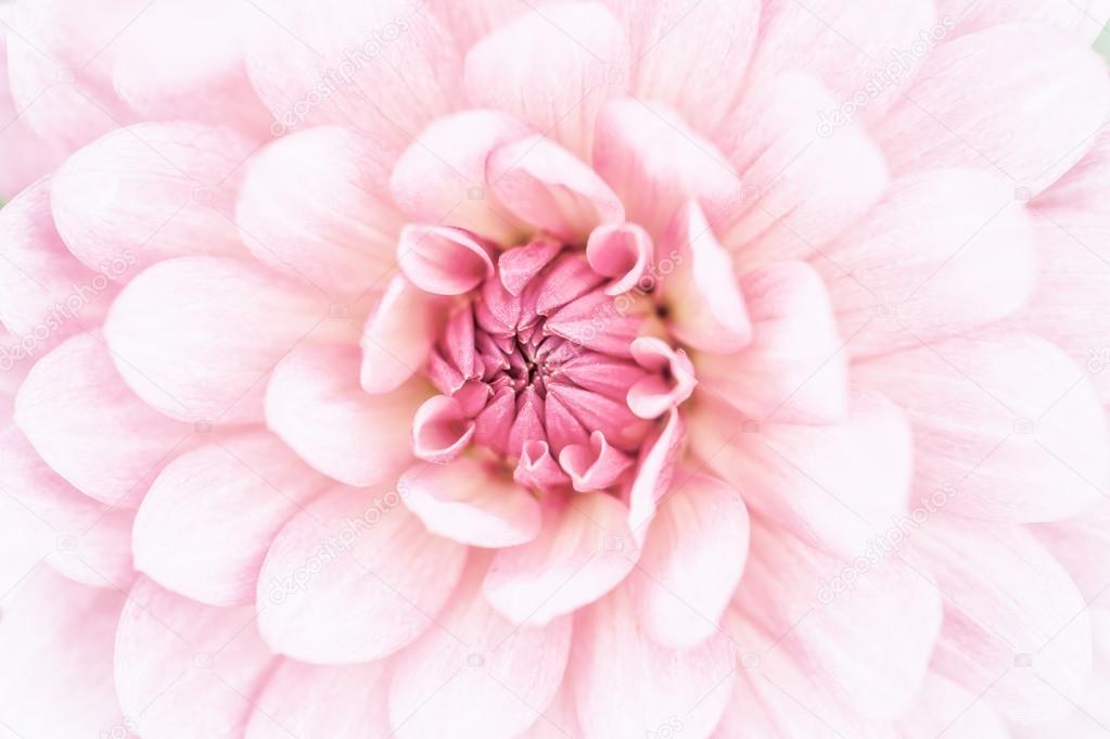 Pink dahlia macro