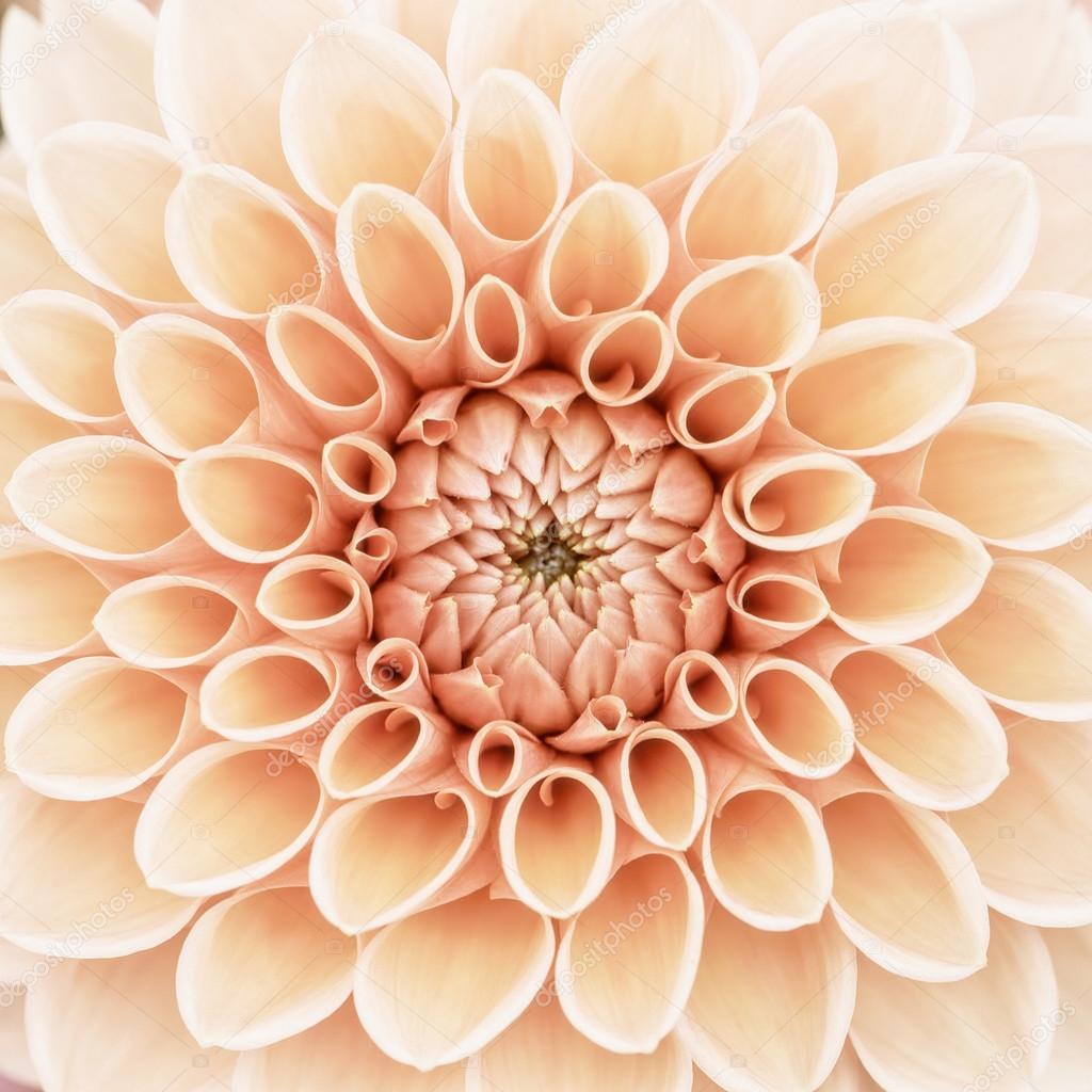 Orange dahlia macro