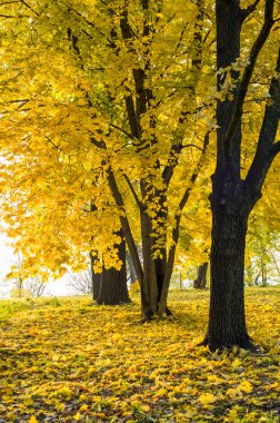Sonbahar Manzarası arkaplanı
