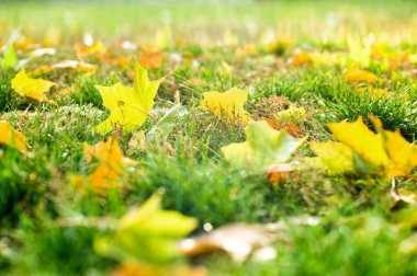 sonbahar yaprakları arka plan