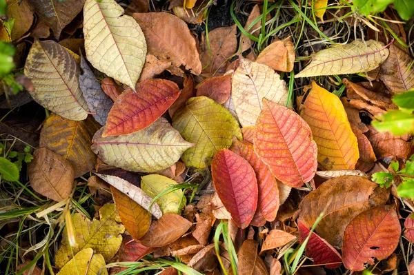 Alfombra de hojas de otoño — Foto de Stock