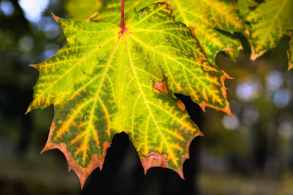 Maple autumn leaves — Stock Photo, Image