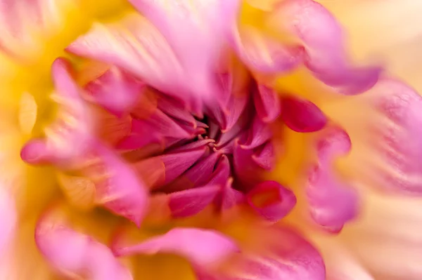 Chrysanthème coloré isolé — Photo