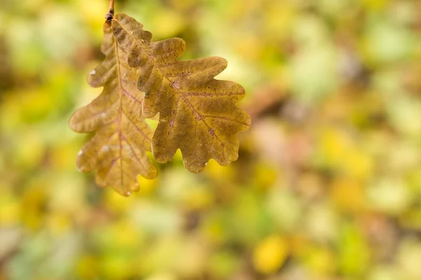 Jesienne liście dębu — Zdjęcie stockowe