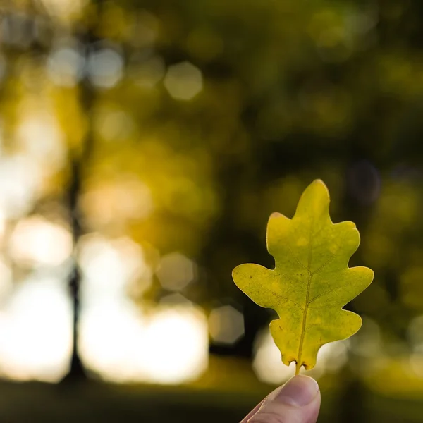 オークの秋の葉 — ストック写真