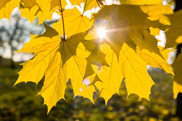 紅葉もみじ背景 — ストック写真