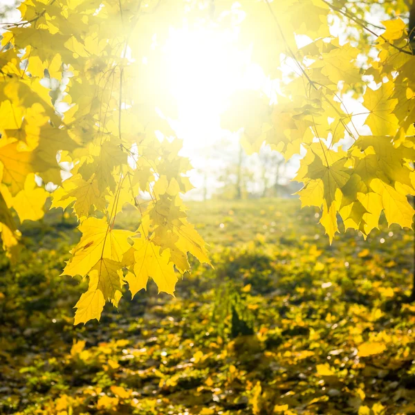 紅葉もみじ背景 — ストック写真