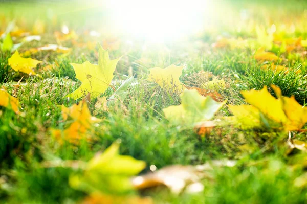 Outono folhas fundo — Fotografia de Stock