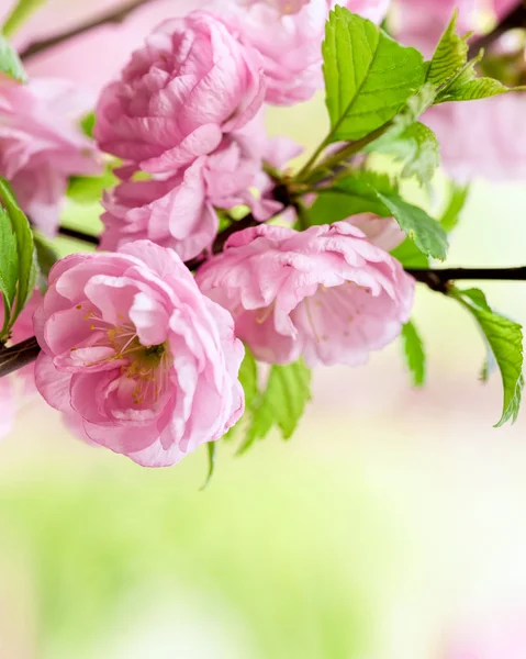 Flor de cerezo oriental — Foto de Stock