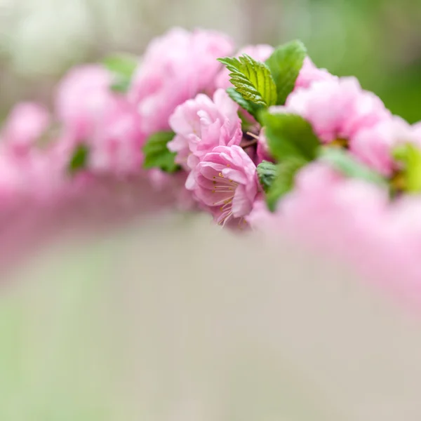 Flor de cerezo oriental — Foto de Stock