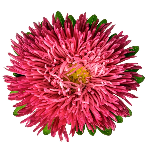 Coral aster isolated — Stock Photo, Image