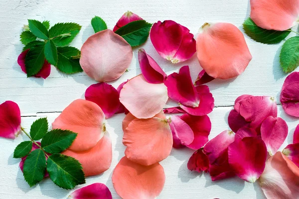 Achtergrond rozenblaadjes — Stockfoto