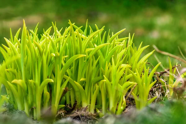 Hojas verdes de primavera —  Fotos de Stock