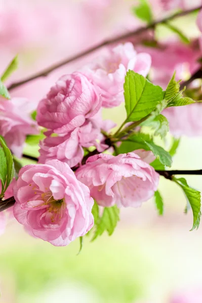 Flor de cerezo oriental — Foto de Stock