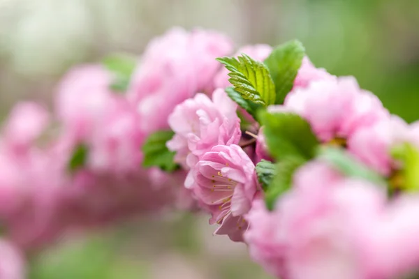 Orientální třešňový květ — Stock fotografie