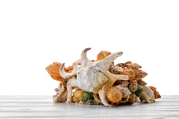 Pile of seashells — Stock Photo, Image