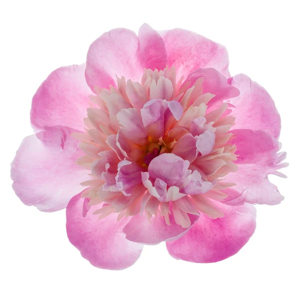 粉红牡丹花 — 图库照片