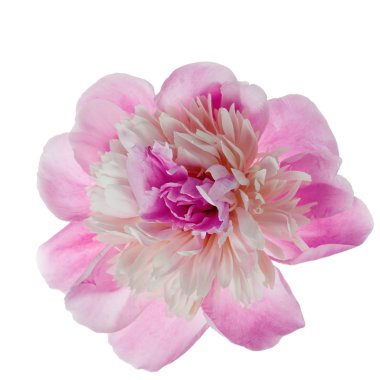 Pembe şakayık çiçeği