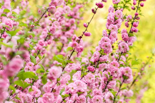 Flor de cerezo oriental — Foto de Stock