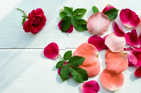 Rose petals background — Stock Photo, Image