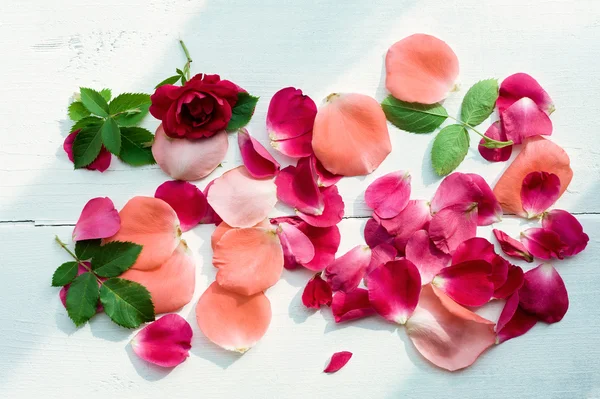 Rose petals background — Stock Photo, Image