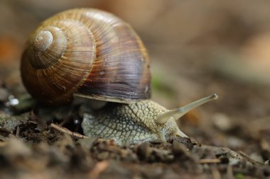 Roma salyangozu bahçede