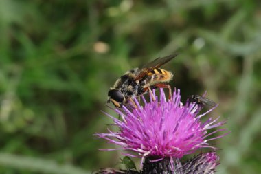 Sericomyia, çiçeğin üzerinde oturan bir uçan sinek türüdür.