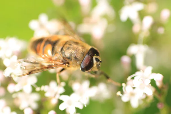 Sericomyia Silentis Species Hoverfly Sitting Flower — Fotografia de Stock