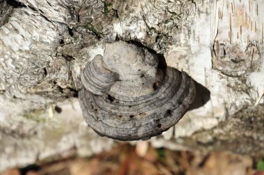 Ormandaki eski ağaç dokusunu kapat, çok detaylı.
