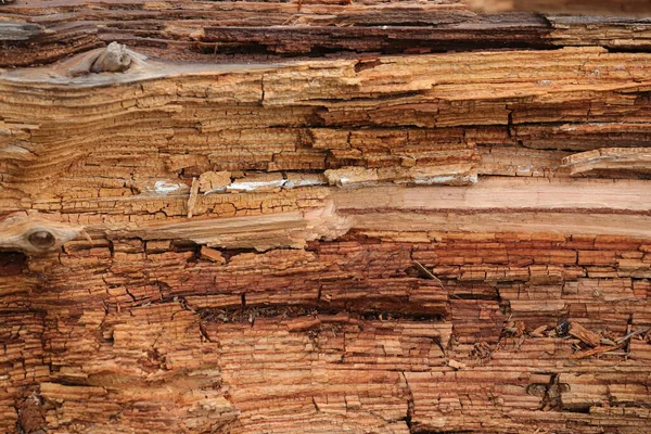 Nahaufnahme Alter Baumstruktur Wald Hochdetailliert — Stockfoto
