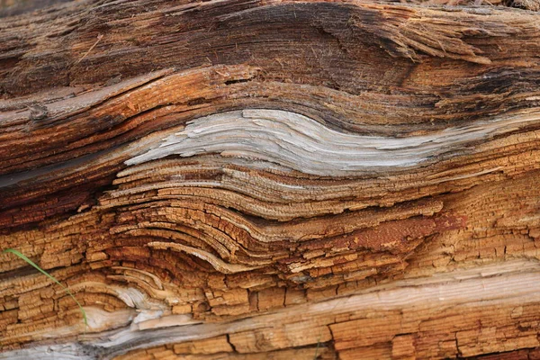 Nahaufnahme Alter Baumstruktur Wald Hochdetailliert — Stockfoto