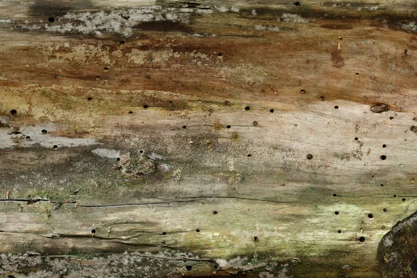 Κοντινό Πλάνο Της Παλαιάς Υφής Του Δέντρου Στο Δάσος Ιδιαίτερα — Φωτογραφία Αρχείου