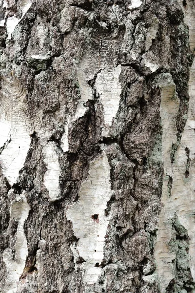 Nahaufnahme Alter Baumstruktur Wald Hochdetailliert — Stockfoto