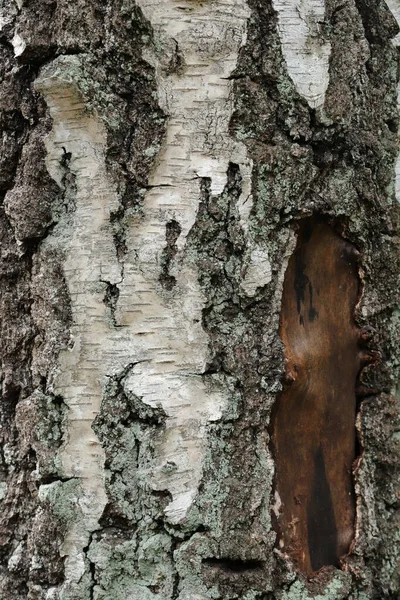 Close Textura Árvore Velha Floresta Altamente Detalhado — Fotografia de Stock