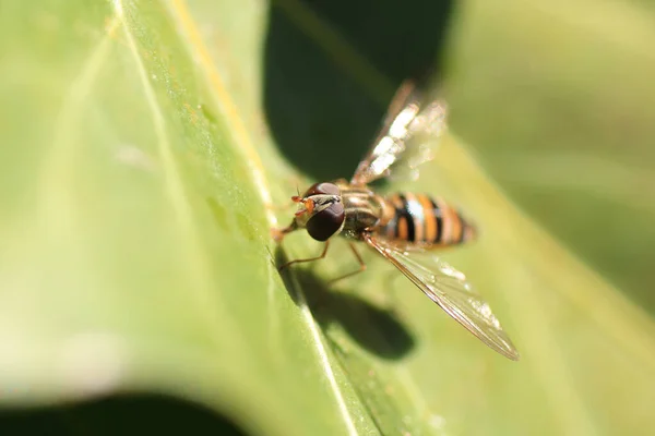 Macro Tiro Episyrphus Balteatus Uma Espécie Mosca Vento Sentado Uma — Fotografia de Stock