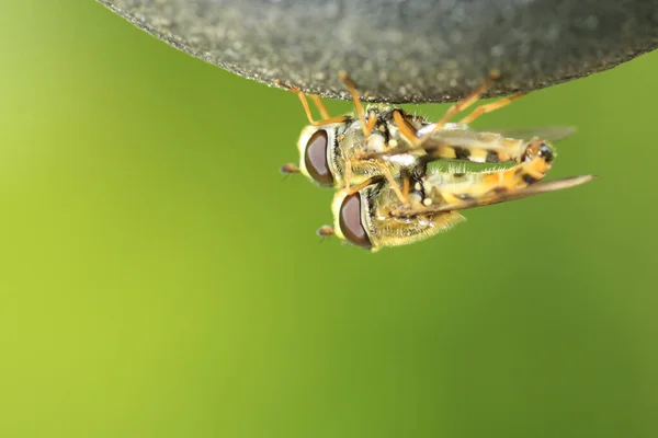 Makro Záběr Episyrphus Balteatus Druh Vznášedla Sedí Květině — Stock fotografie