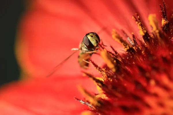 Macro Shot Eupeodes Luniger Species Hoverfly Sitting Flower — Stock Photo, Image
