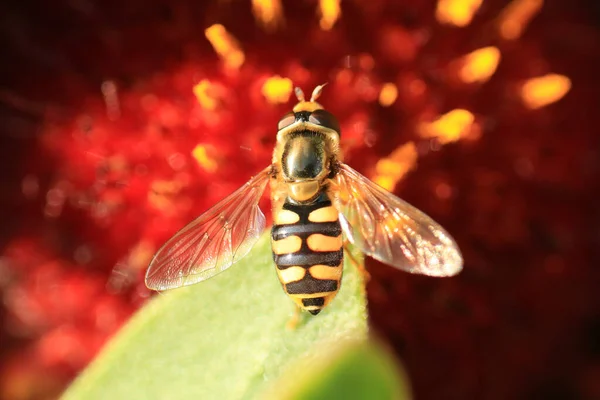 Macro Tiro Luniger Eupeodes Uma Espécie Hoverfly Sentado Uma Flor — Fotografia de Stock