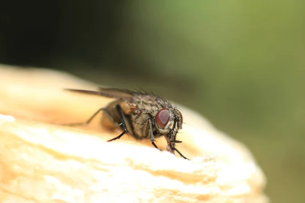 Macro Shot Musca Domestica Uma Espécie Mosca Sentada Uma Banana — Fotografia de Stock